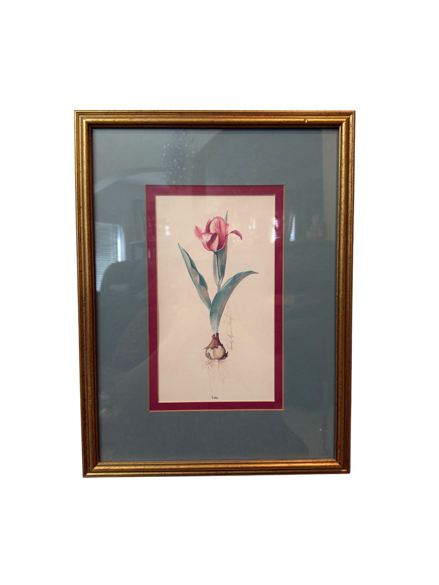 Tulip Framed Print