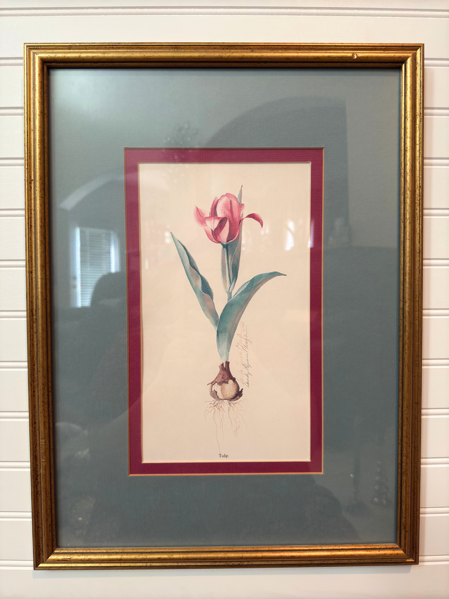 Tulip Framed Print