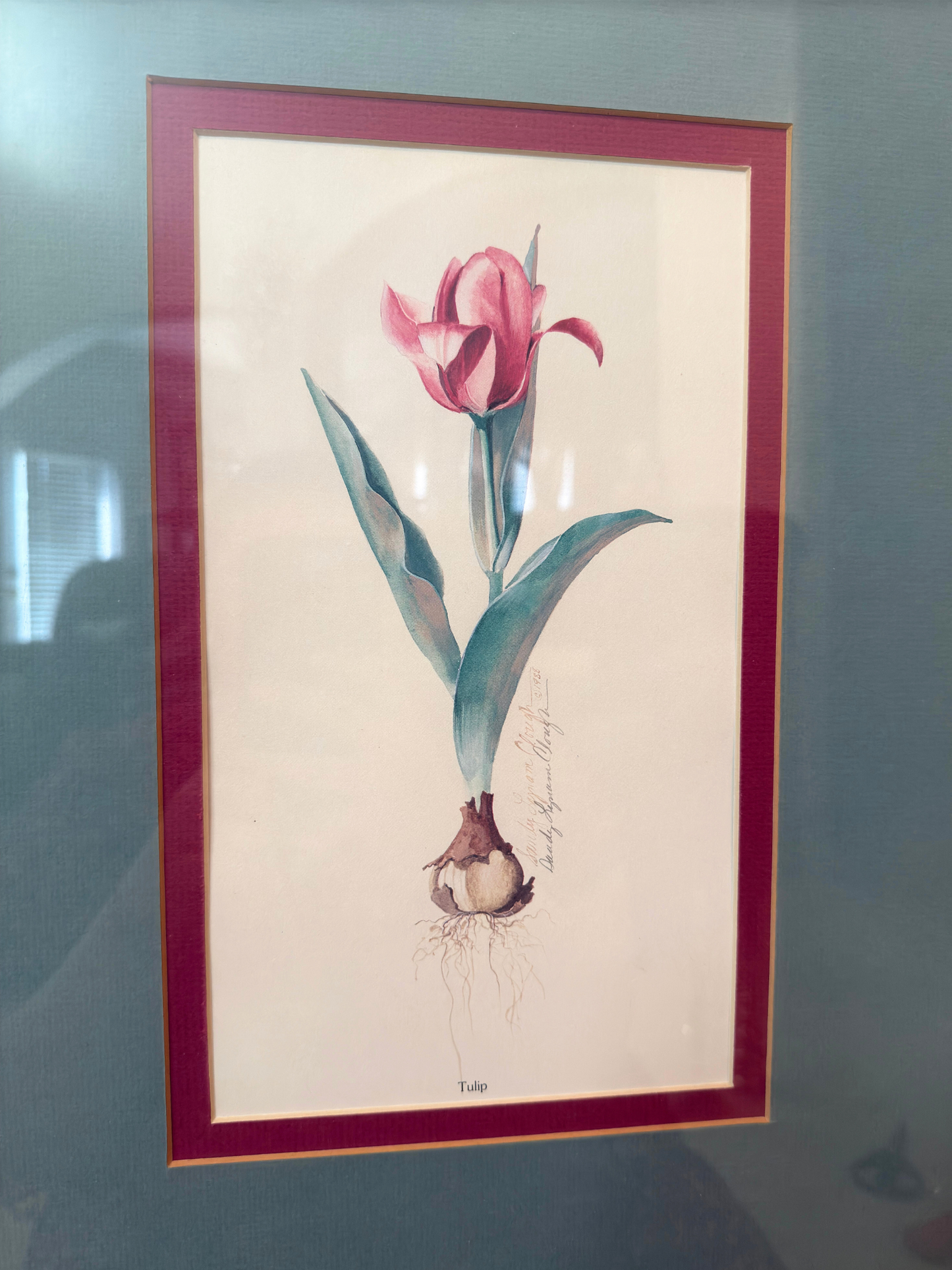Tulip Framed Print