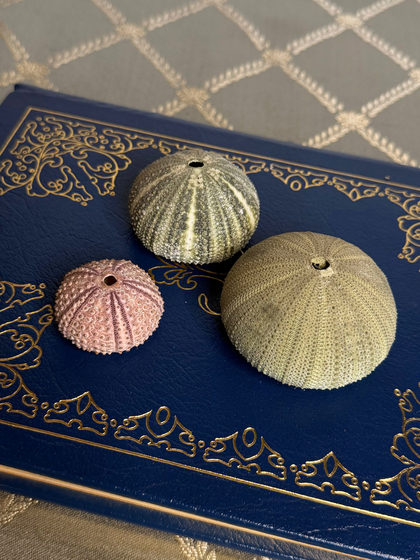 3 Sea Urchin Shells
