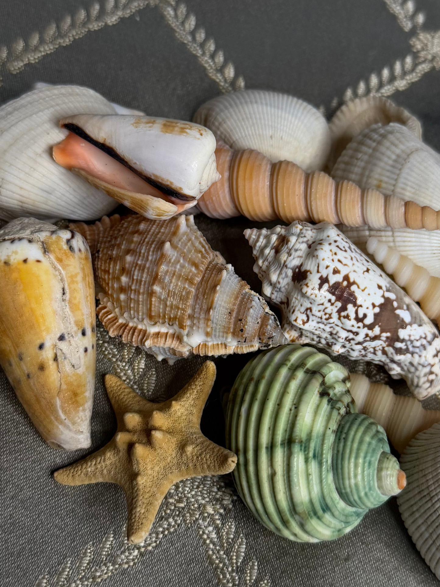 Mixed Seashell Assortment