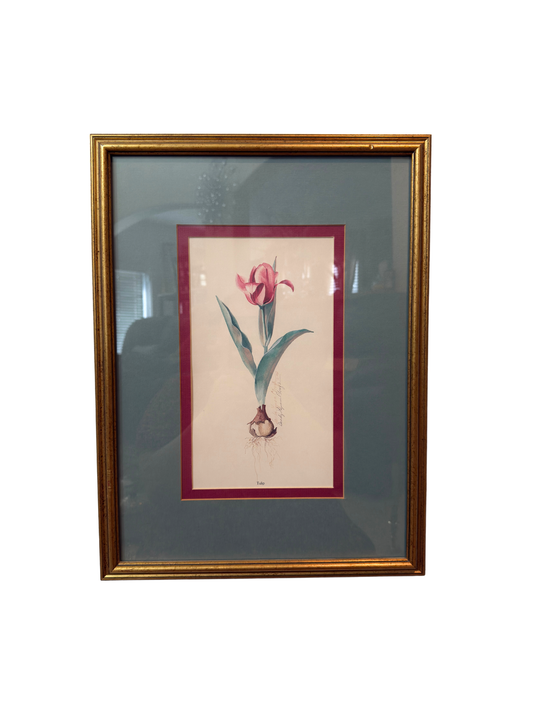 Tulip Framed Print