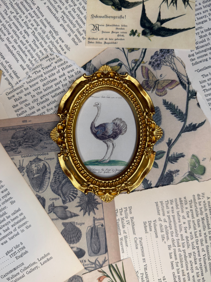 Small Ostrich Magnet