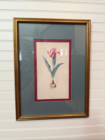 Tulip Framed Print