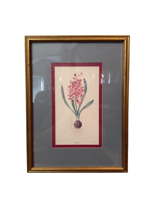 Hyacinth Framed Print