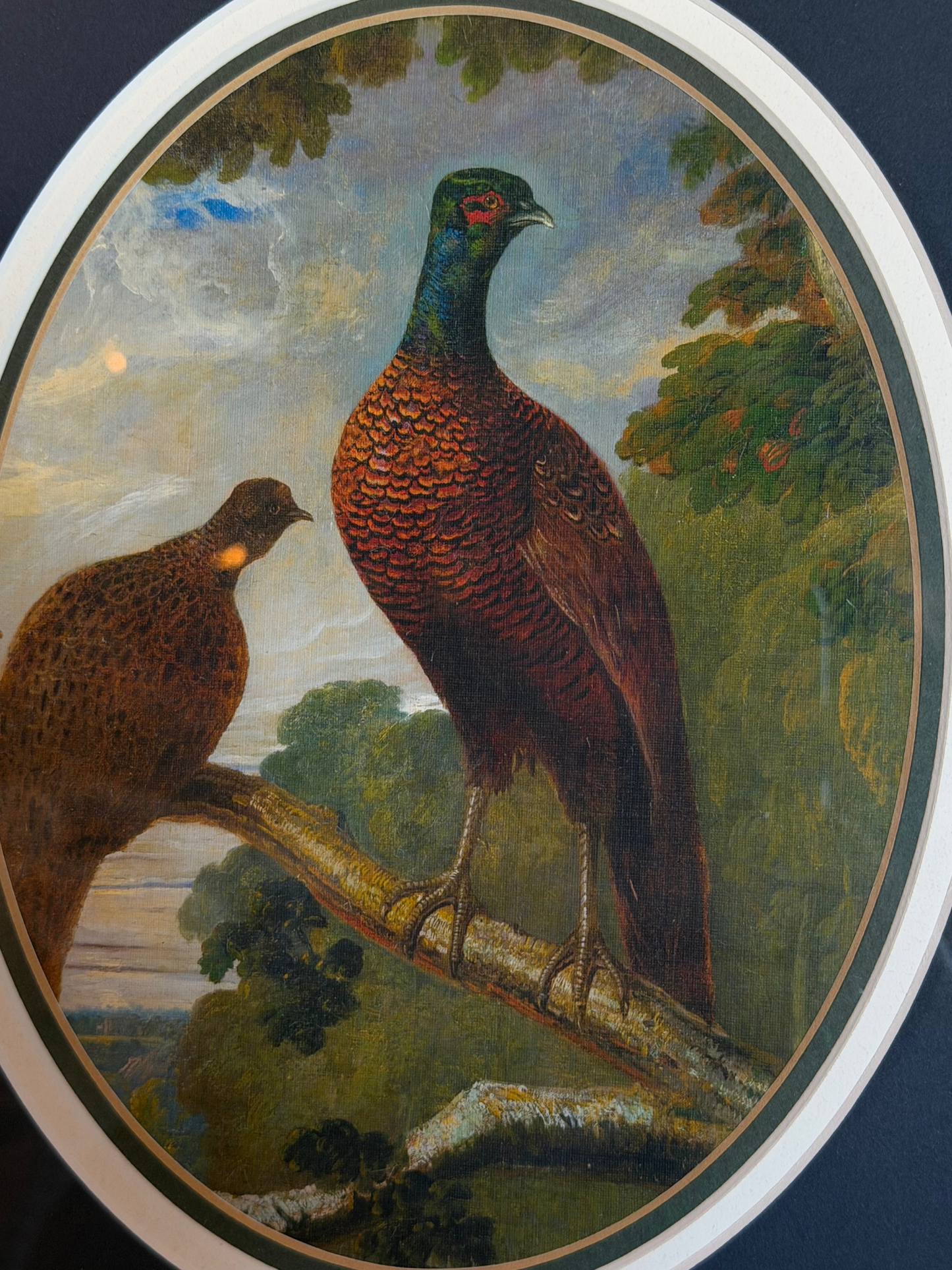 Framed Pheasant & Hen Print
