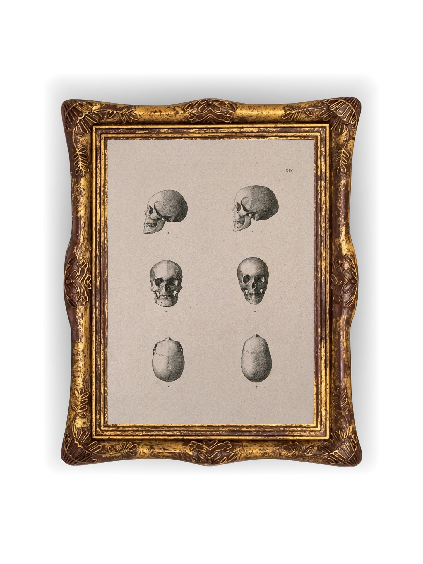 Study of Skulls