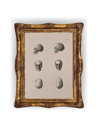 Study of Skulls
