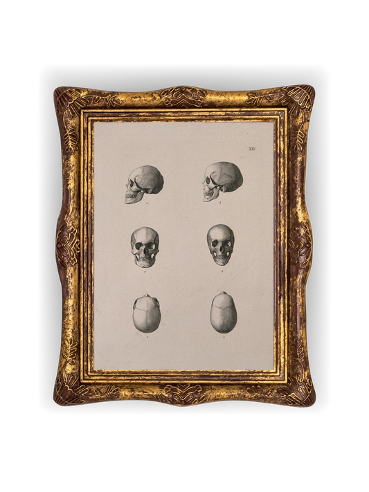 Study of Skulls