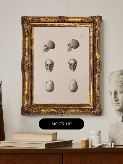 Study of Skulls