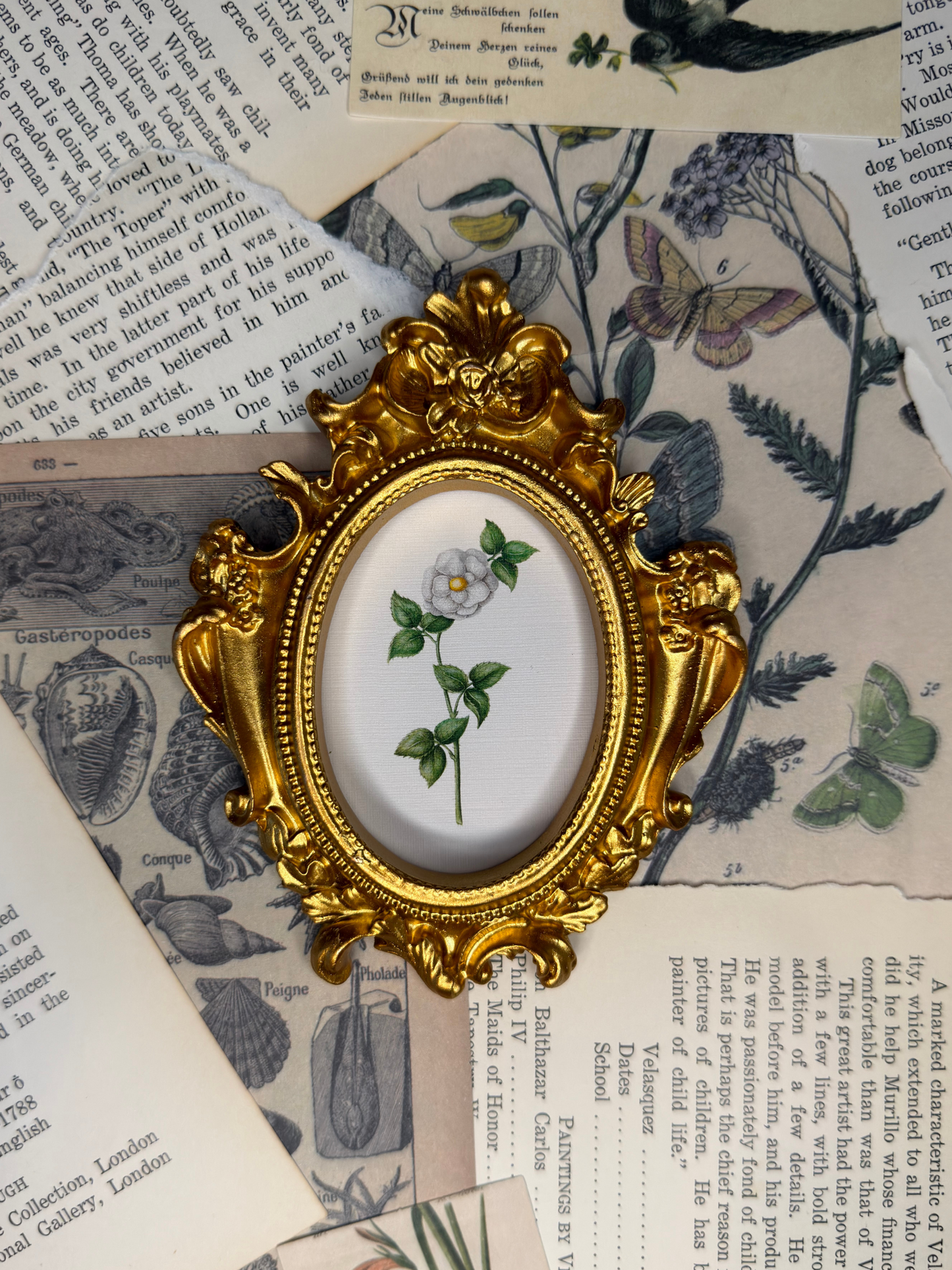 Small White Burnet Rose Magnet