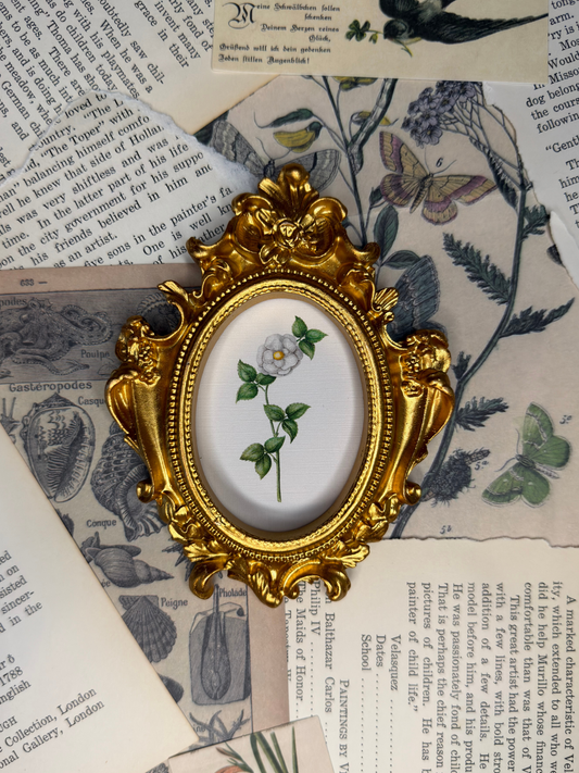 Small White Burnet Rose Magnet