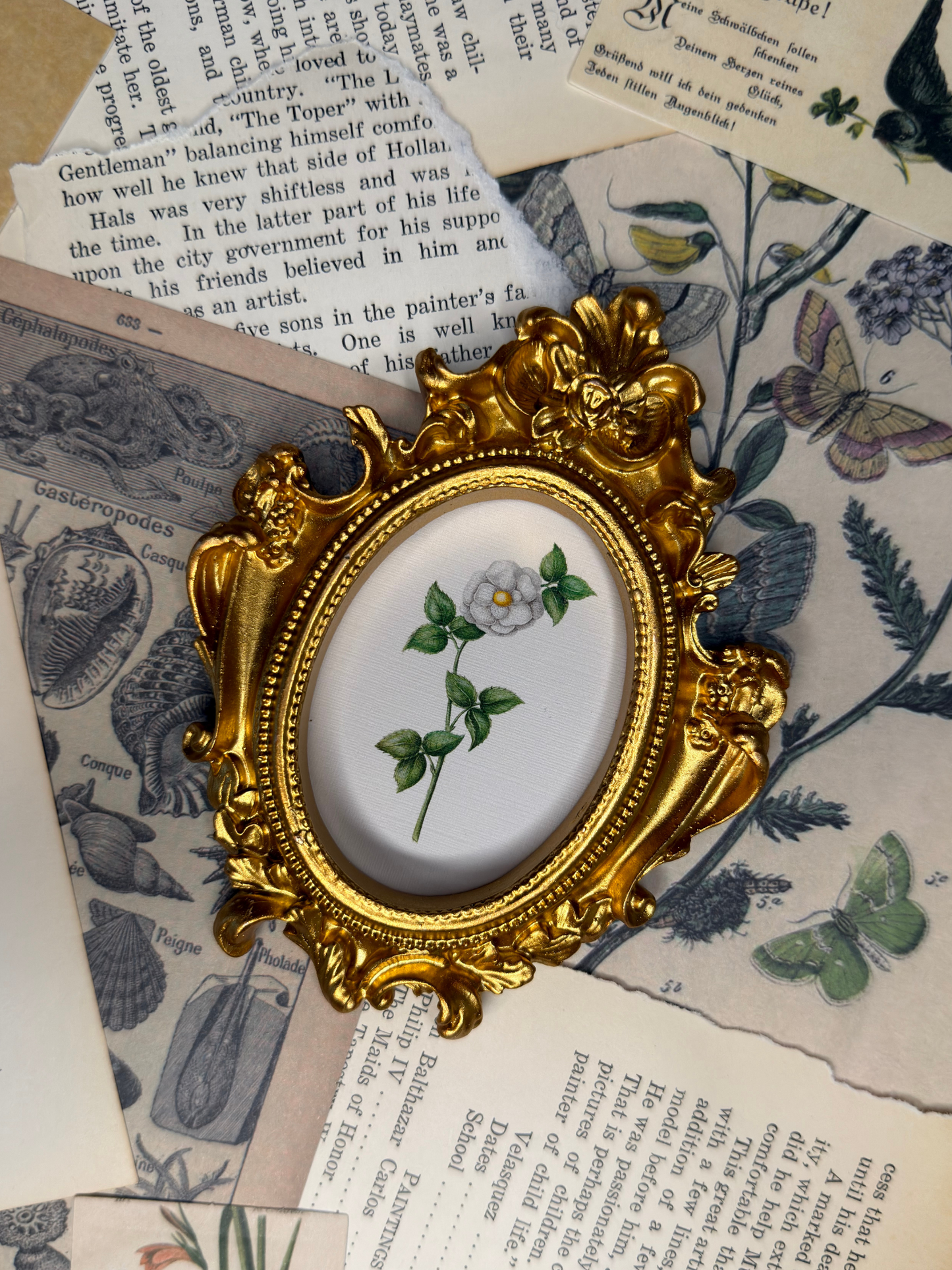 Small White Burnet Rose Magnet