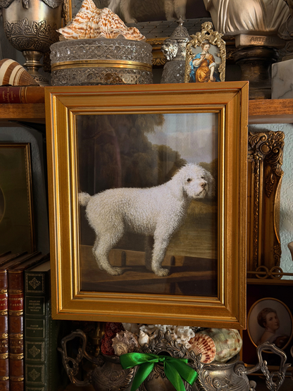 Framed White Poodle Giclee Print