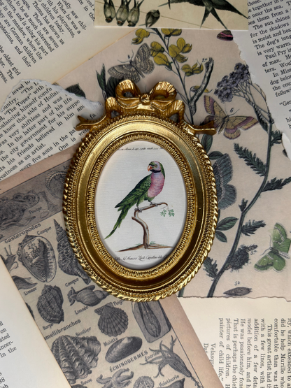 Small Parakeet Magnet