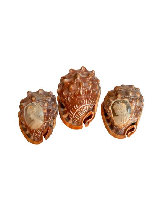Italian Hand-Carved Cameo Shells
