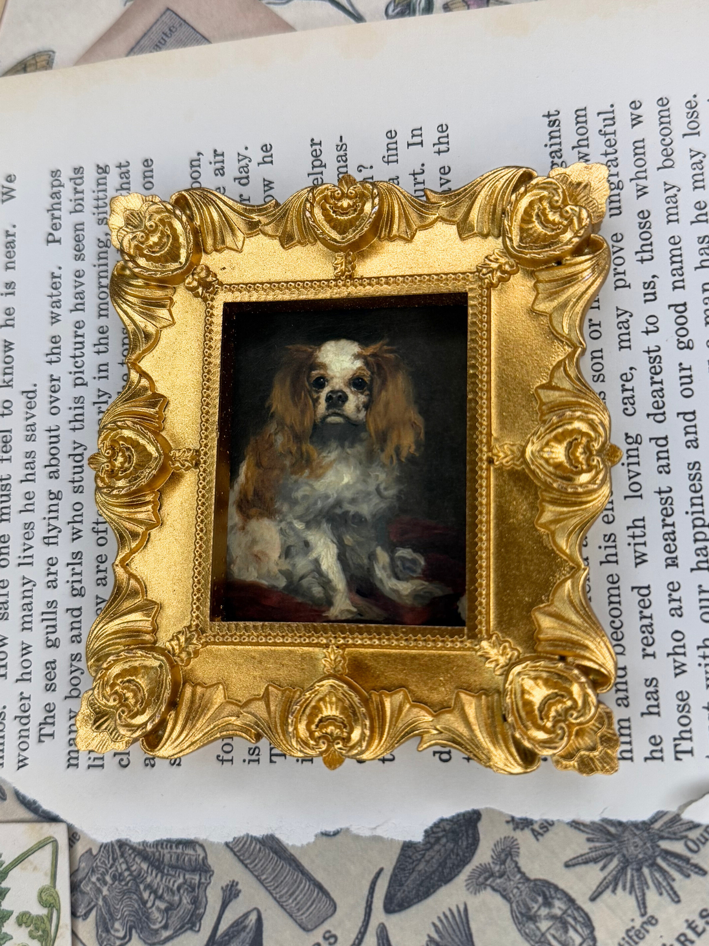 Small King Charles Spaniel Magnet