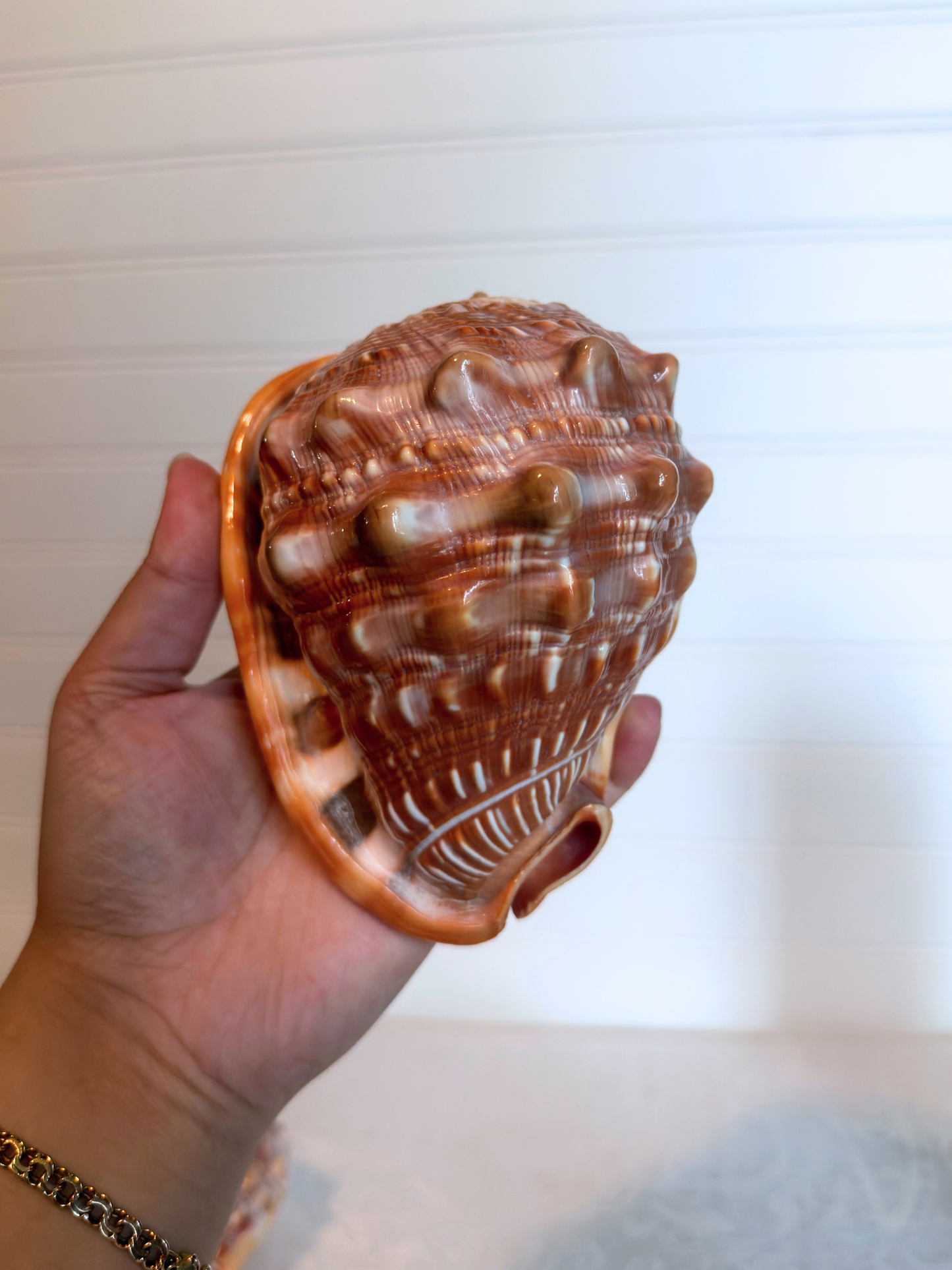 Italian Hand-Carved Cameo Shells