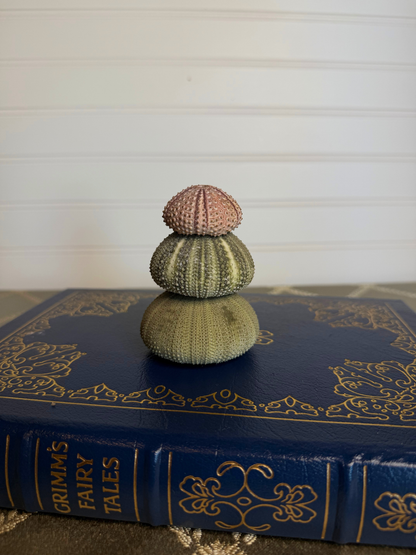 3 Sea Urchin Shells