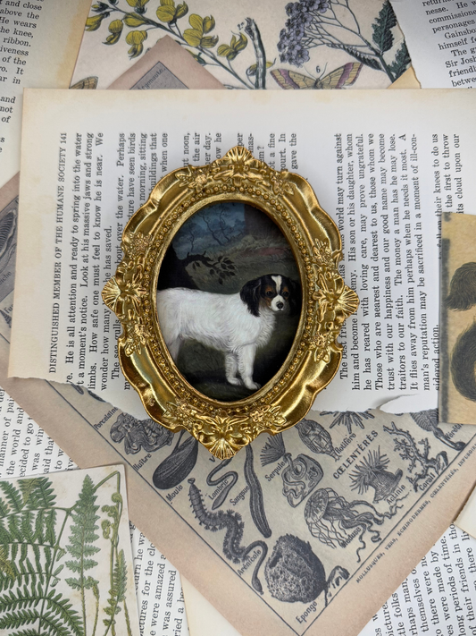 Small King Charles Spaniel Magnet