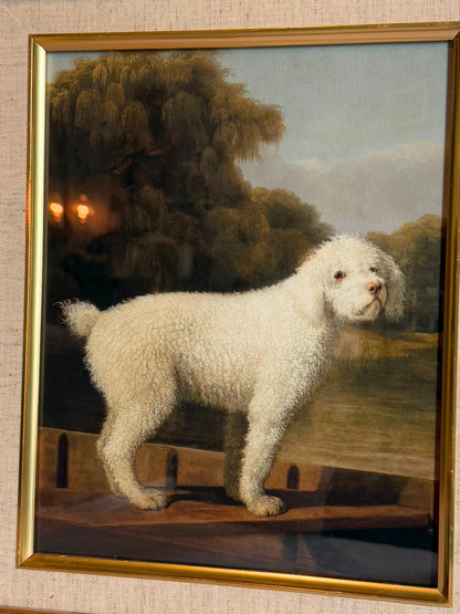 White Poodle Framed Giclee Print