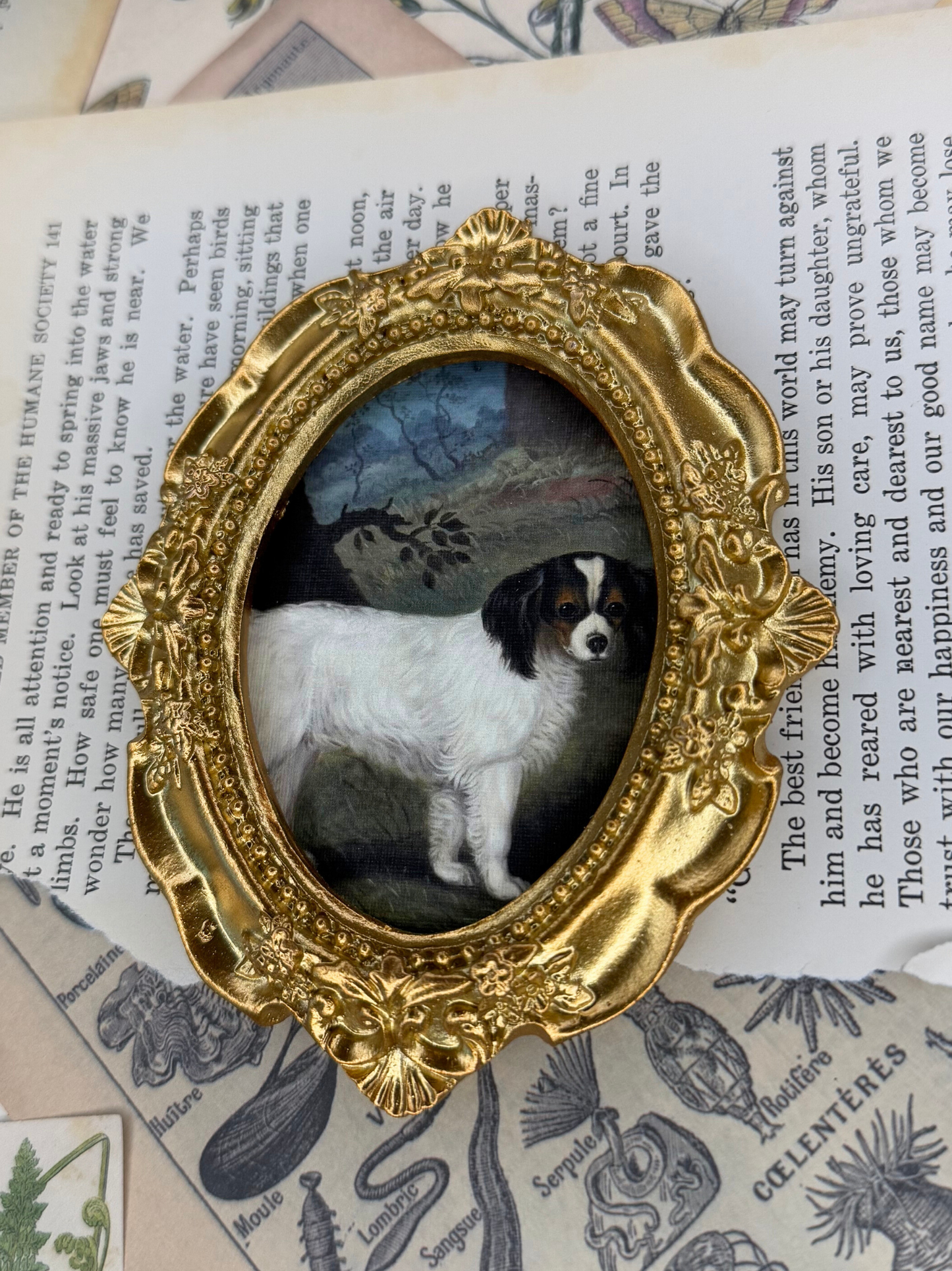 Small King Charles Spaniel Magnet