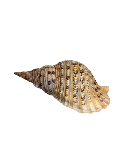 Large Triton's Trumpet Shell