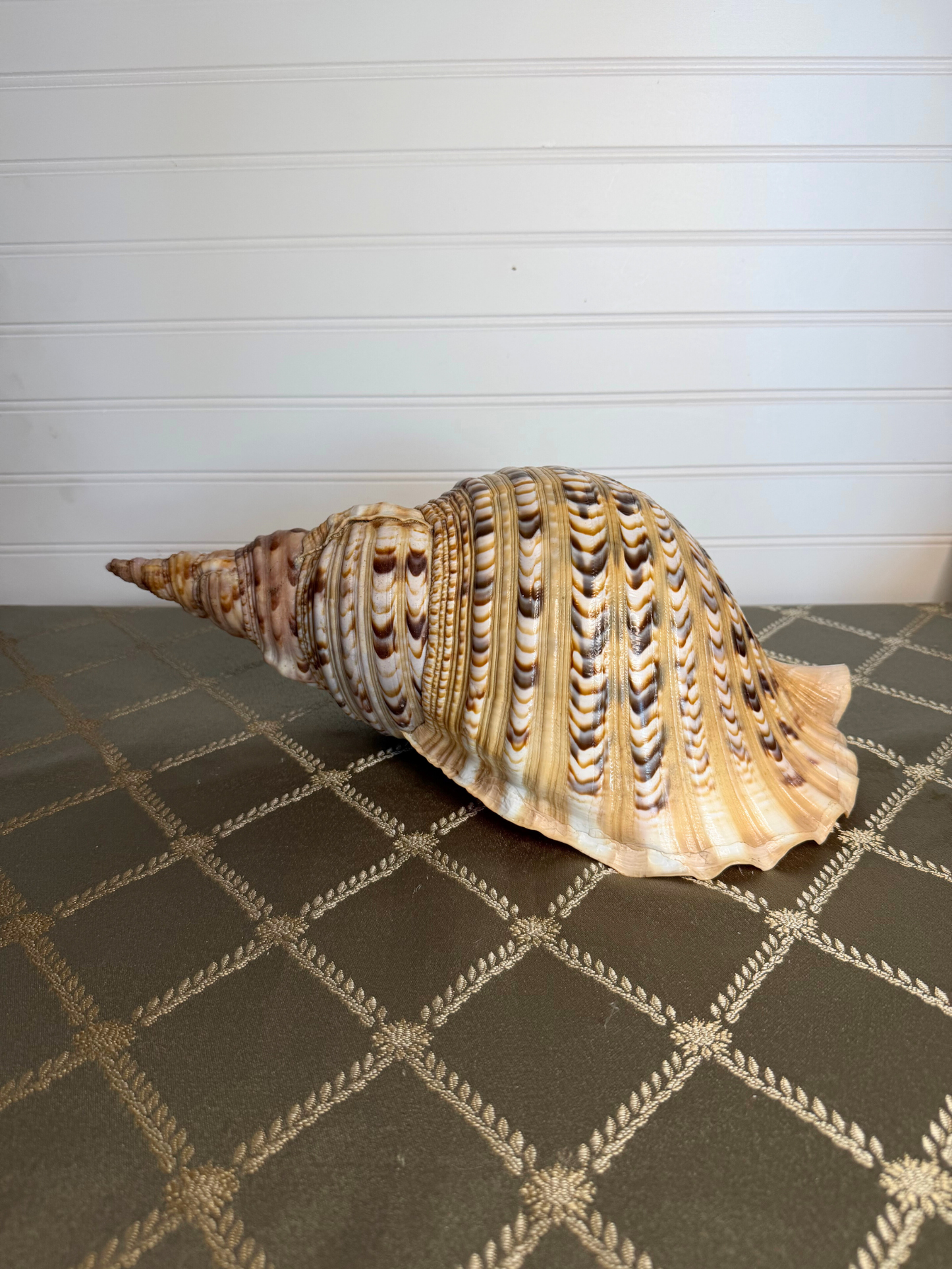 Large Triton's Trumpet Shell