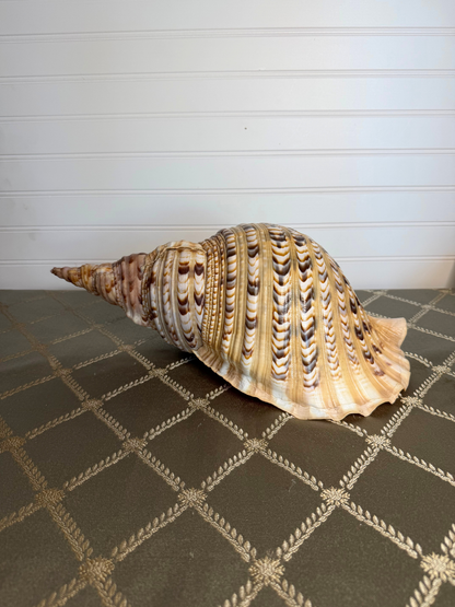 Large Triton's Trumpet Shell