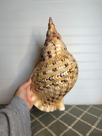 Large Triton's Trumpet Shell