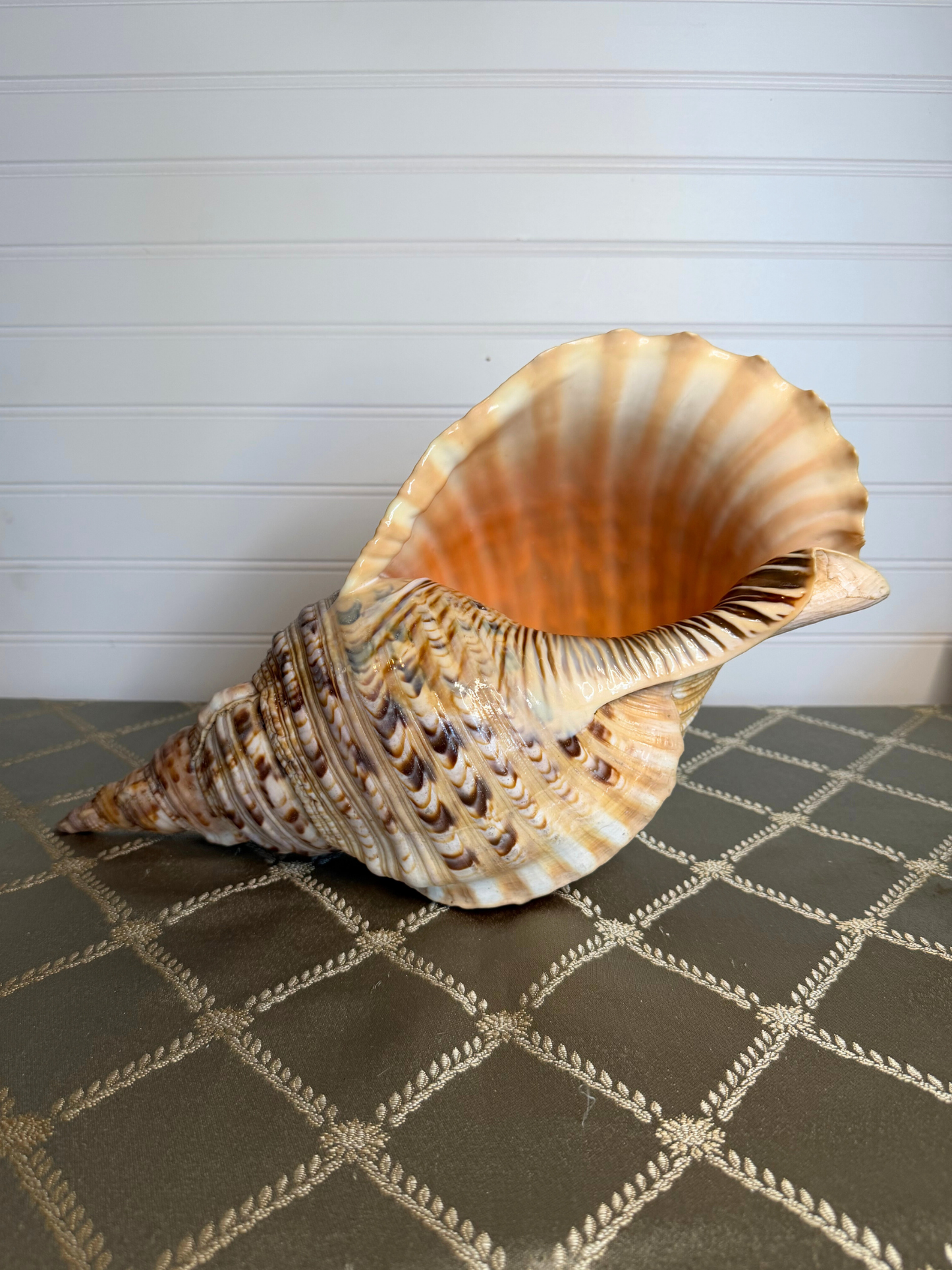 Large Triton's Trumpet Shell