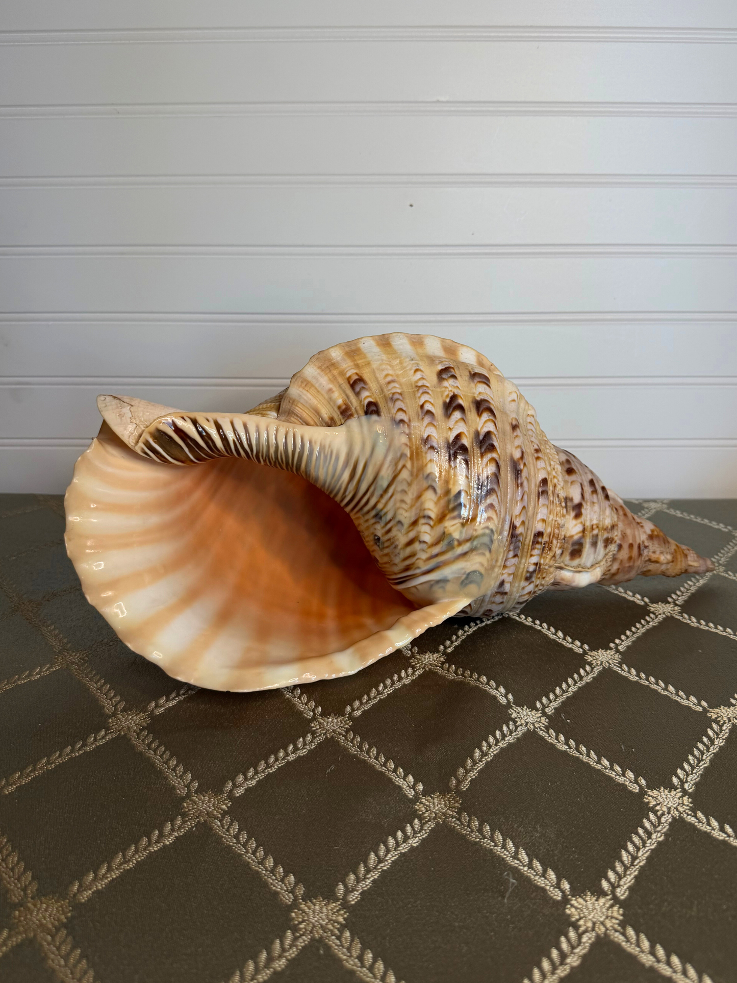 Large Triton's Trumpet Shell