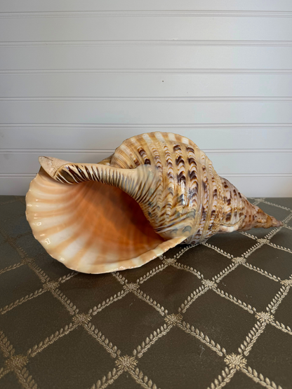 Large Triton's Trumpet Shell