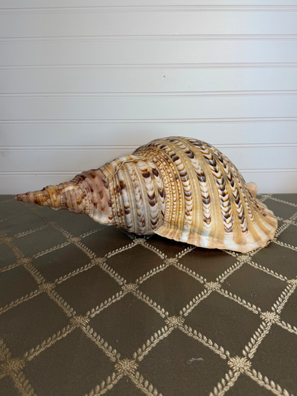 Large Triton's Trumpet Shell