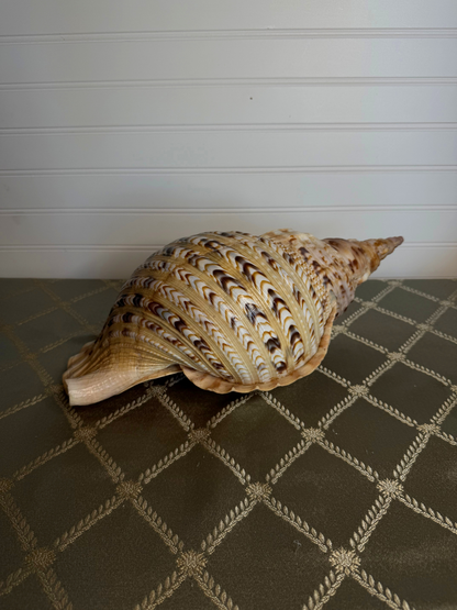 Large Triton's Trumpet Shell