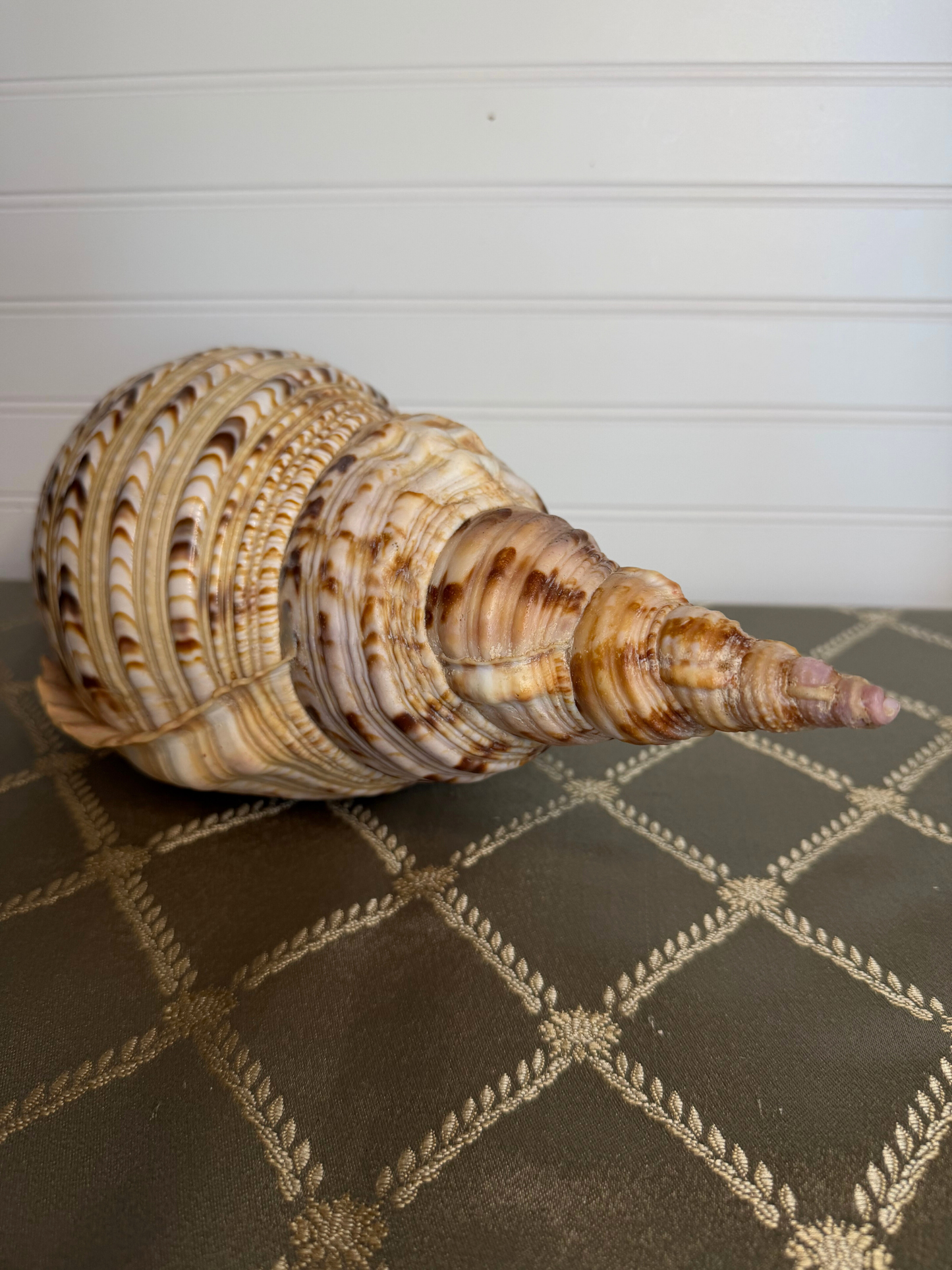 Large Triton's Trumpet Shell