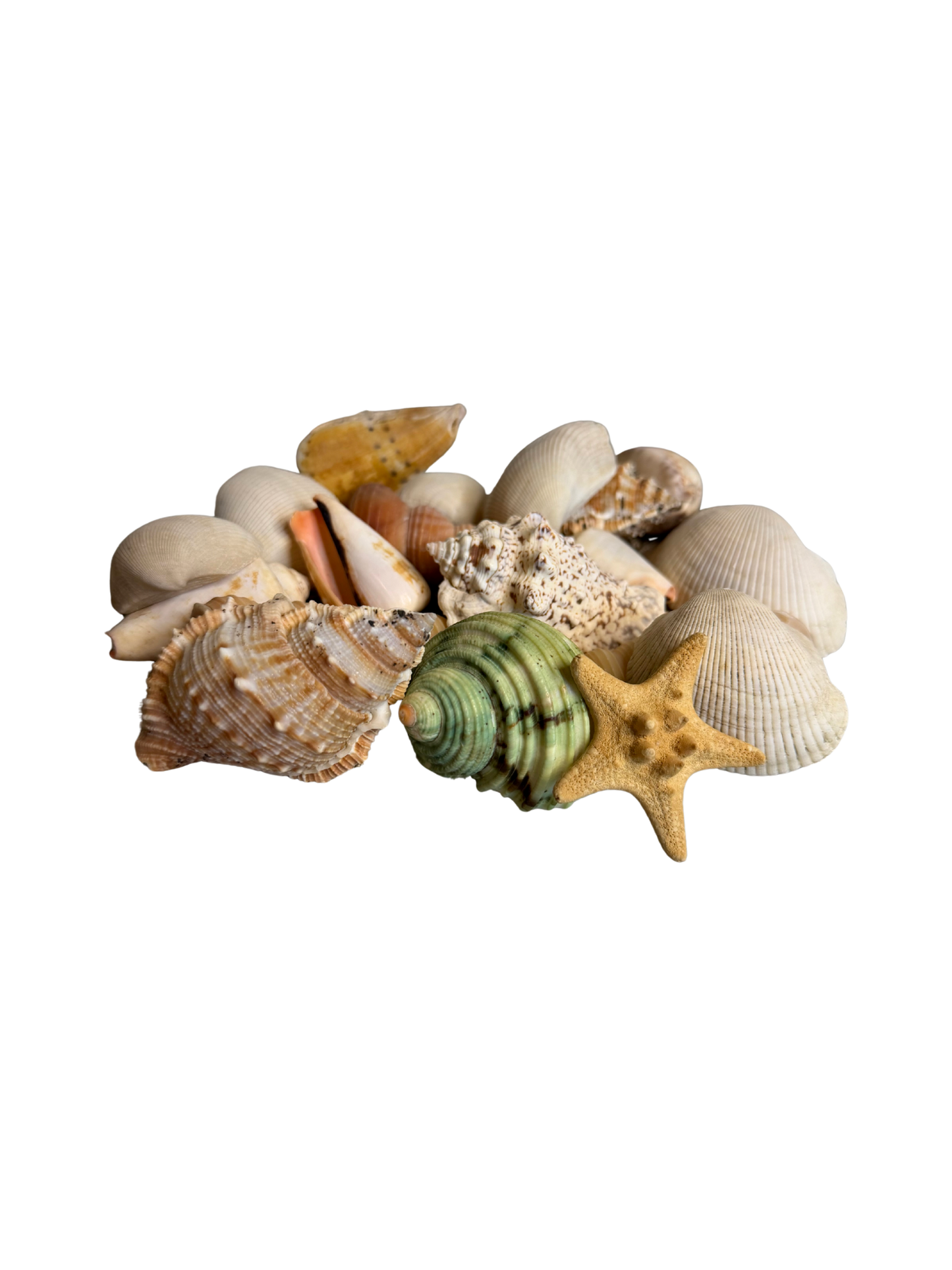 Mixed Seashell Assortment