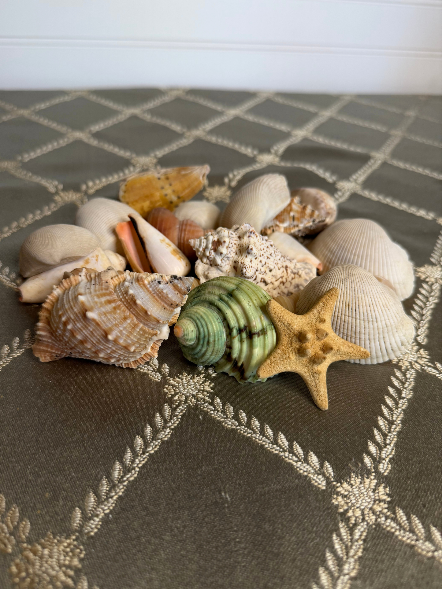 Mixed Seashell Assortment