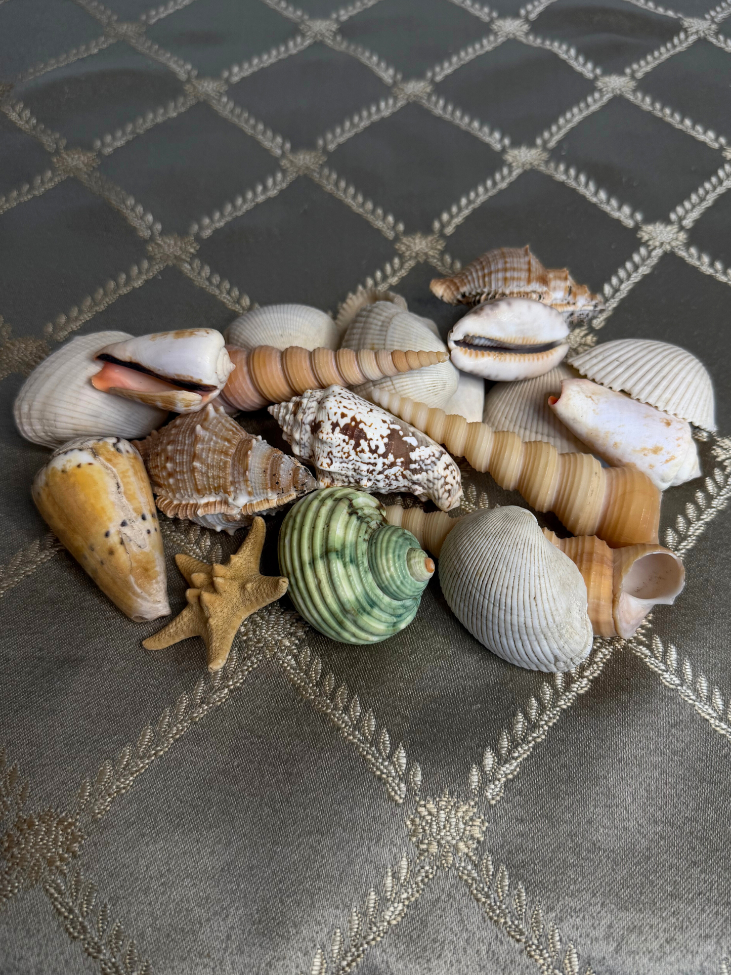Mixed Seashell Assortment