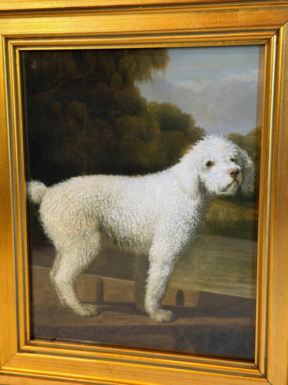Framed White Poodle Giclee Print