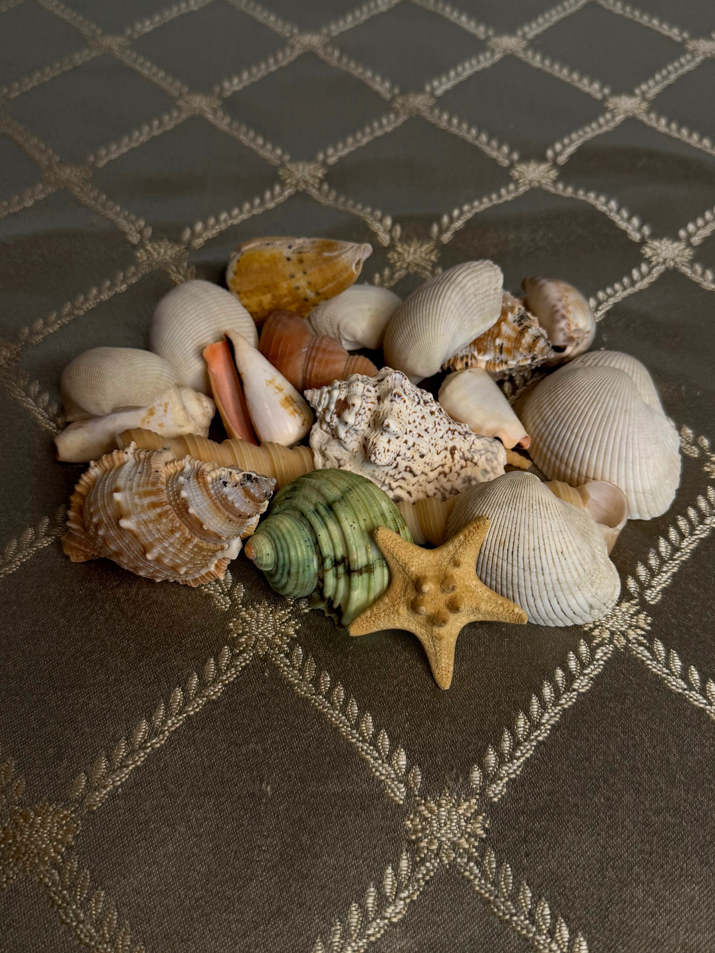 Mixed Seashell Assortment