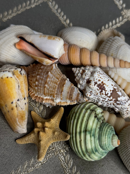 Mixed Seashell Assortment