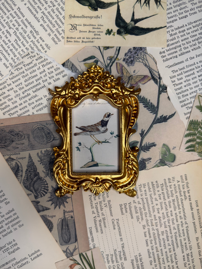 Small Common Winged Plover Magnet