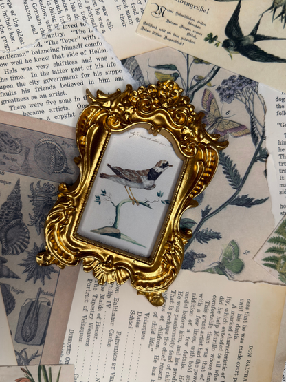 Small Common Winged Plover Magnet