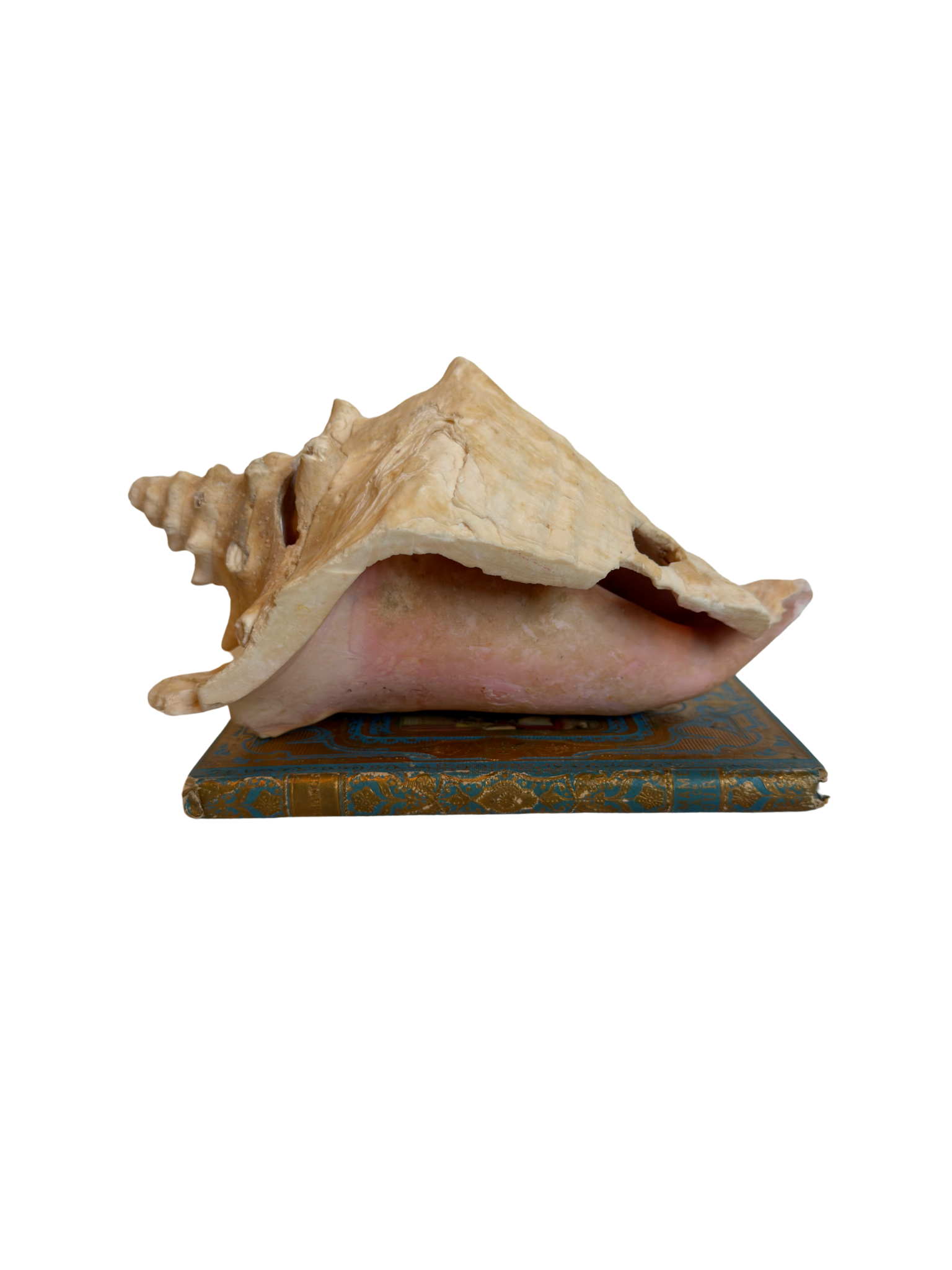 Conch Shell