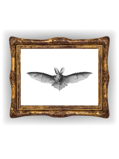 Long-Eared Bat