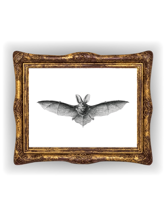 Long-Eared Bat